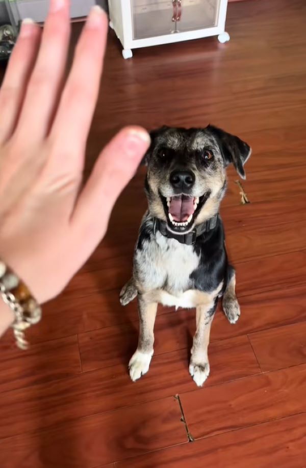 owner and happy dog