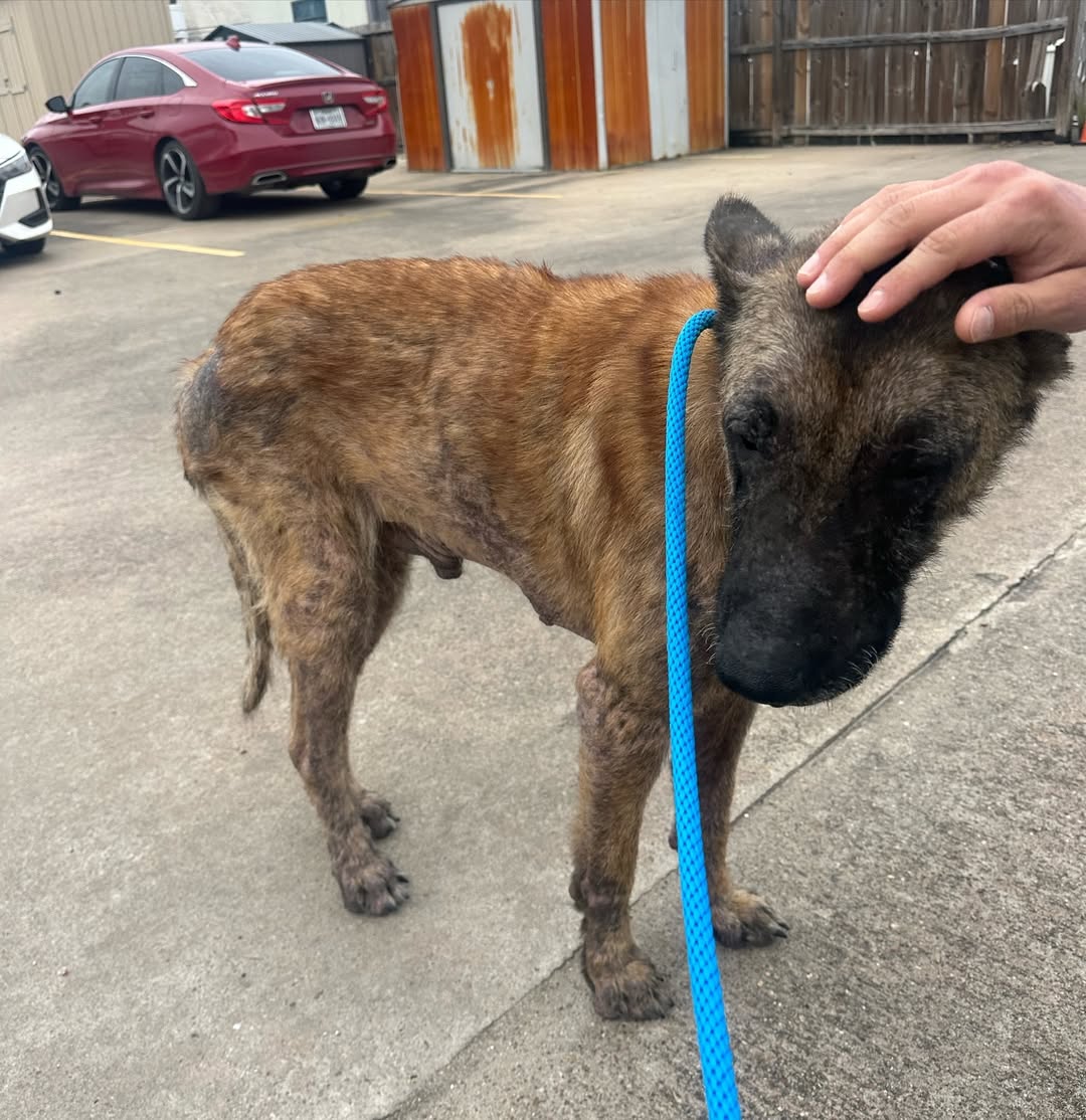 owner petting adopted dog
