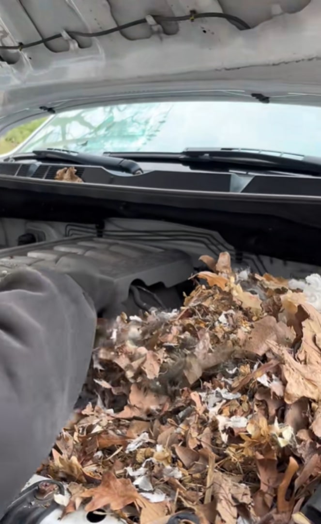 pile of leaves in the engine