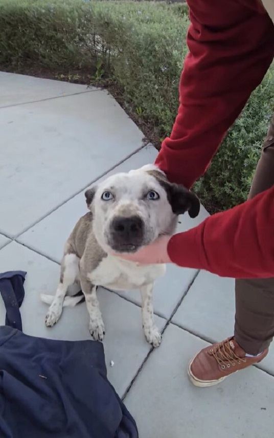 pup looking at the camera
