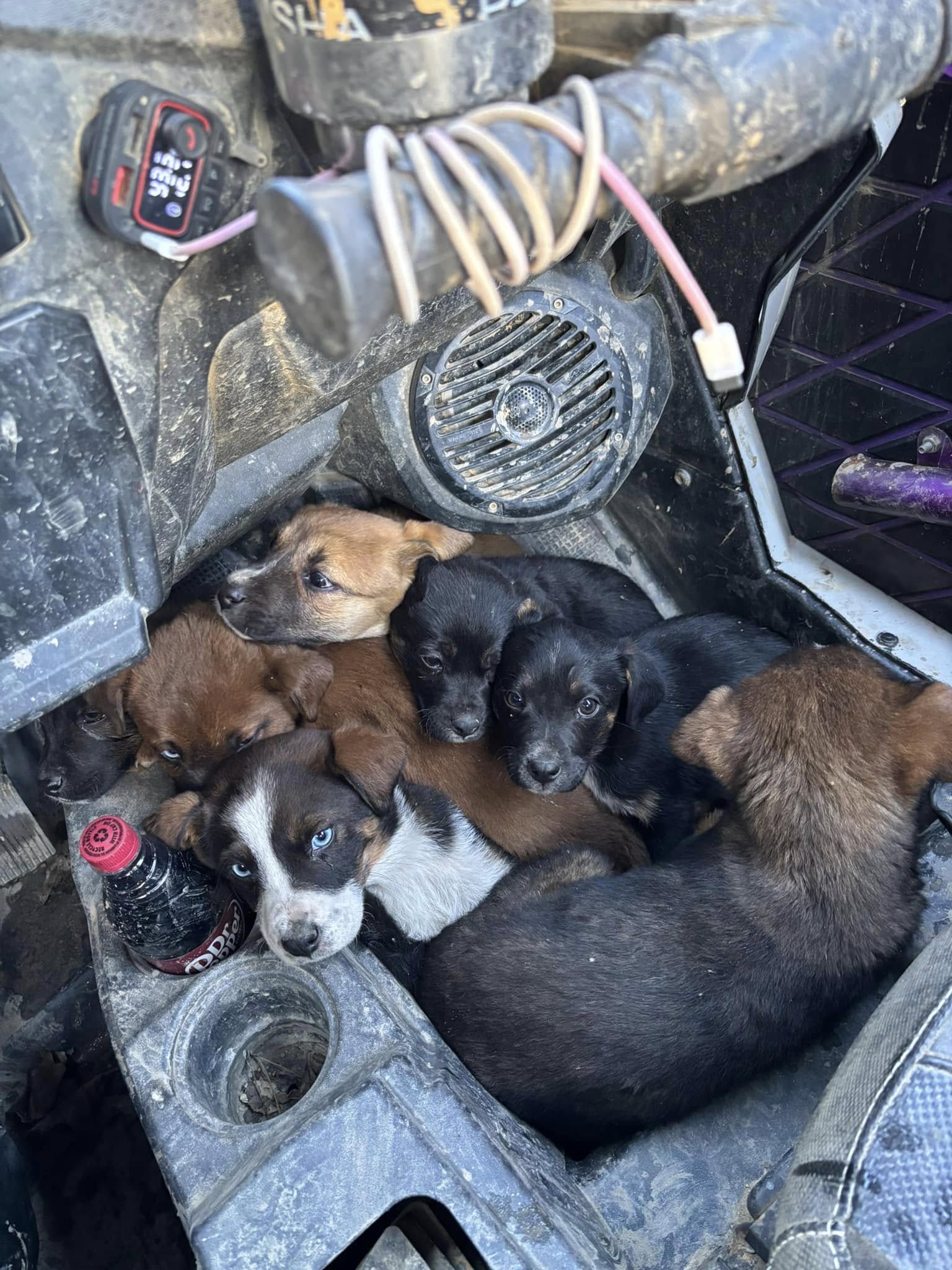 puppies curled up
