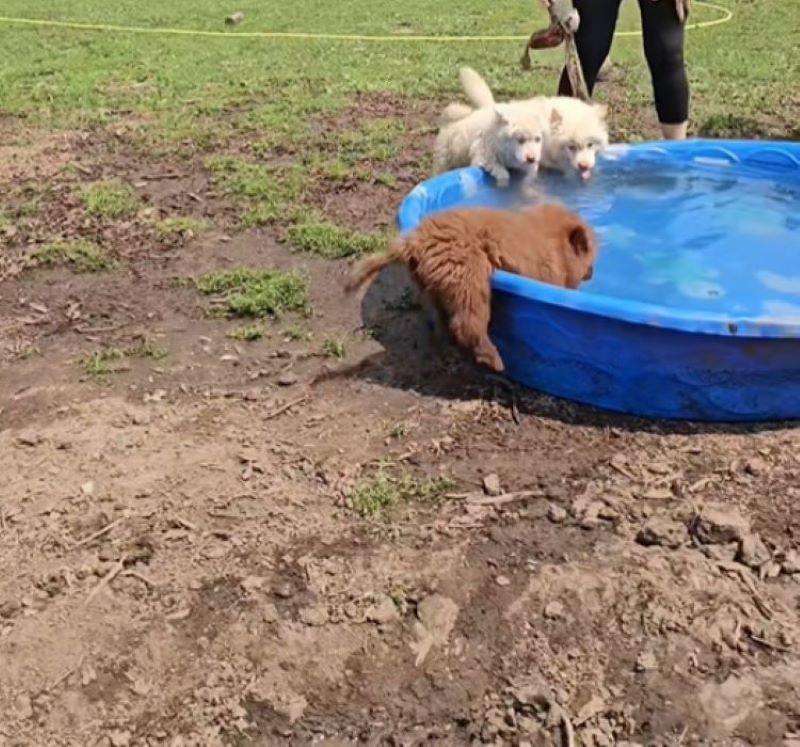 puppies drinking water