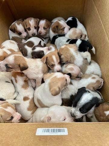 puppies in box