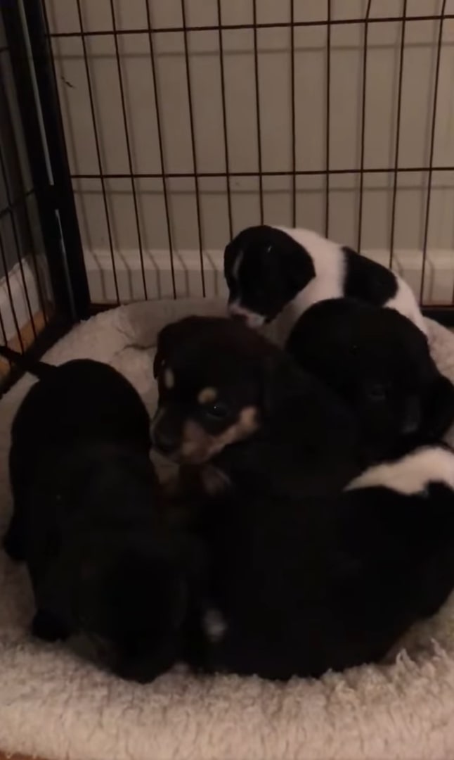puppies in cage