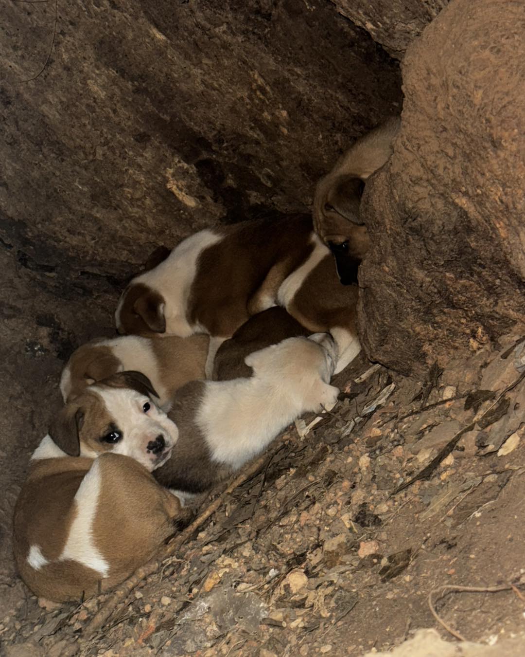 puppies in tree trunk