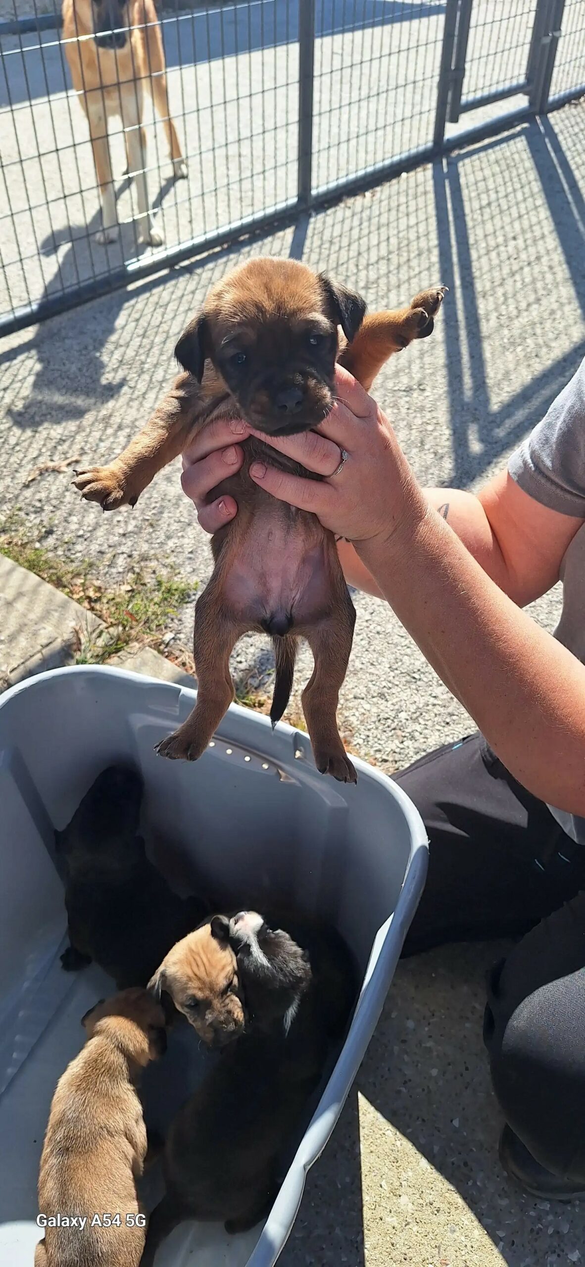 puppy being held