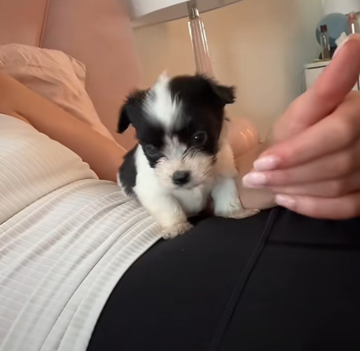 puppy lying on woman