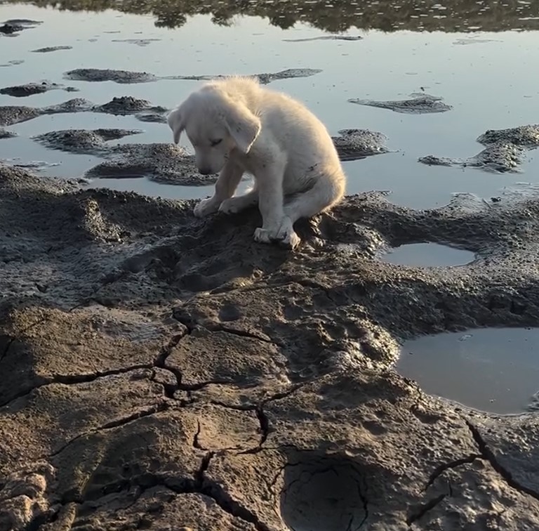 puppy on a mountain