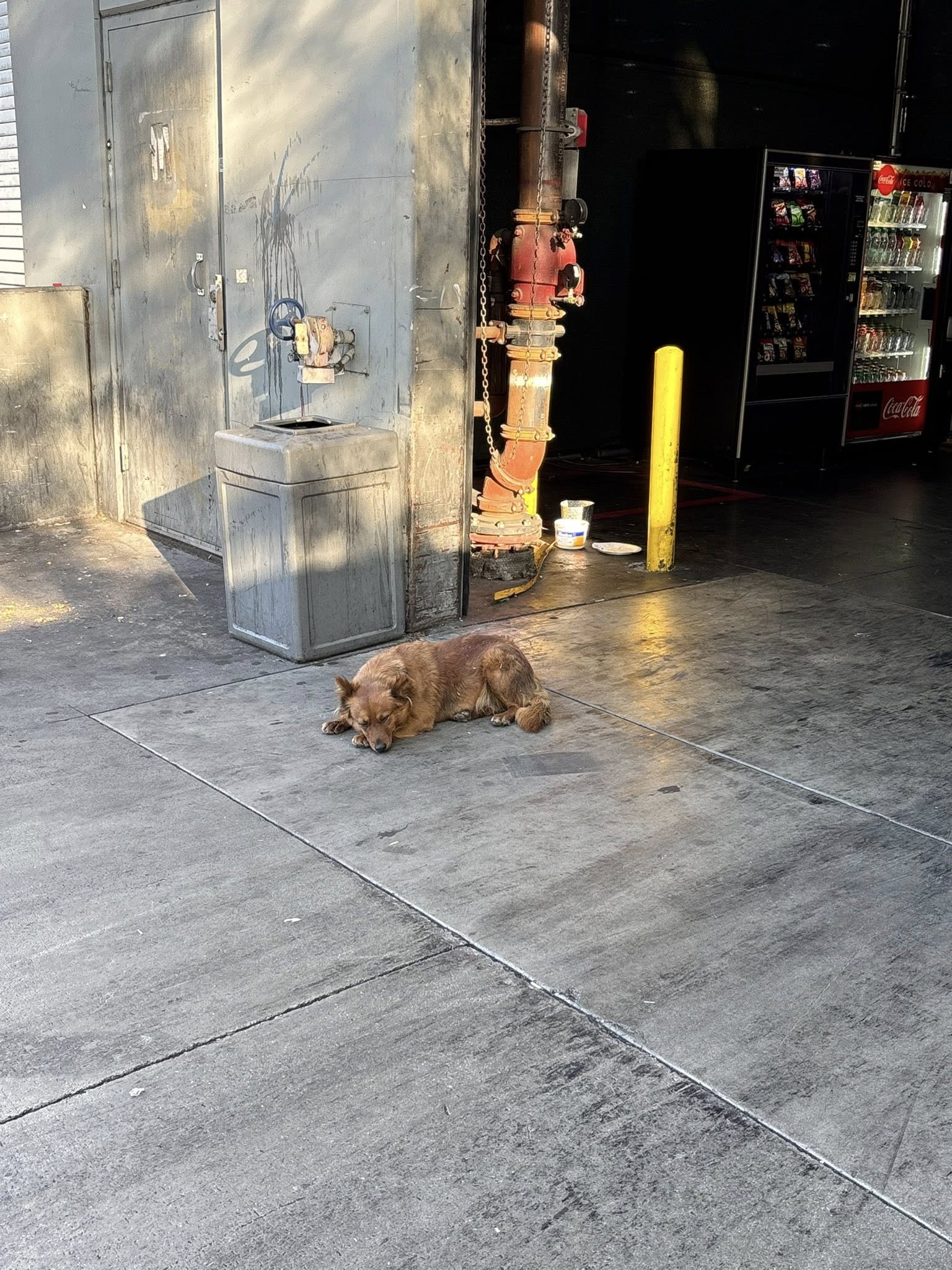 puppy sleeping on the street