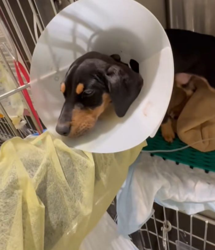 puppy with a cone