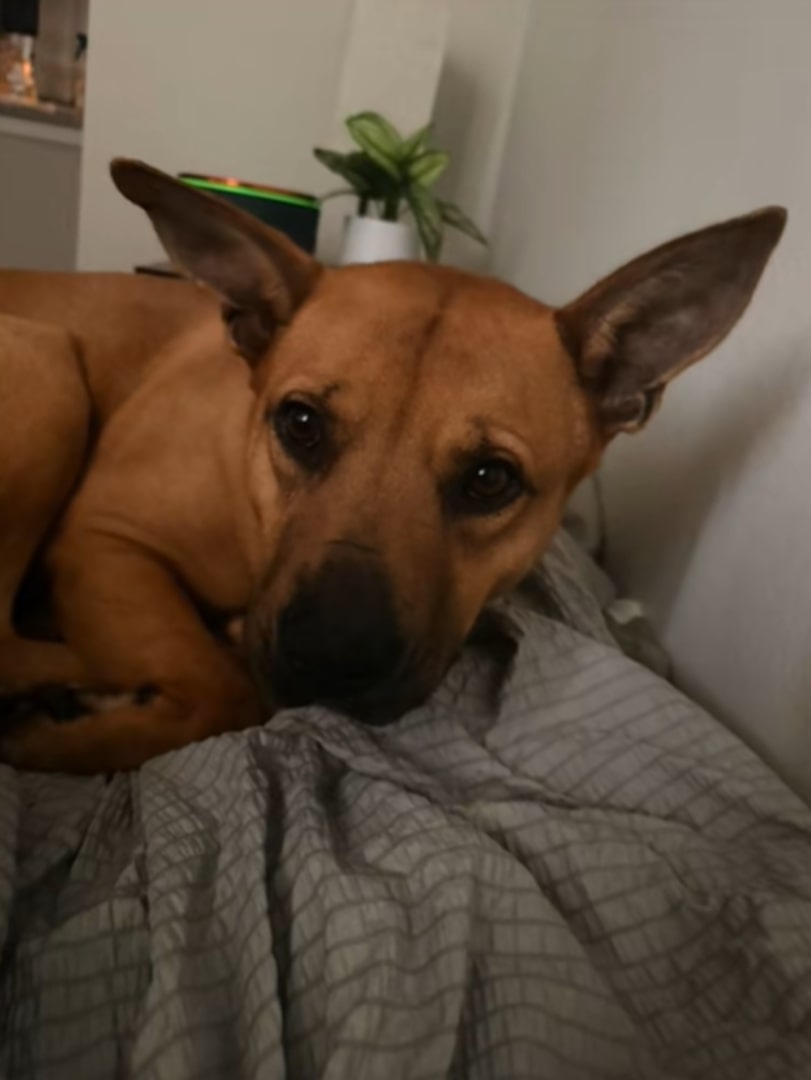 rescue dog lying