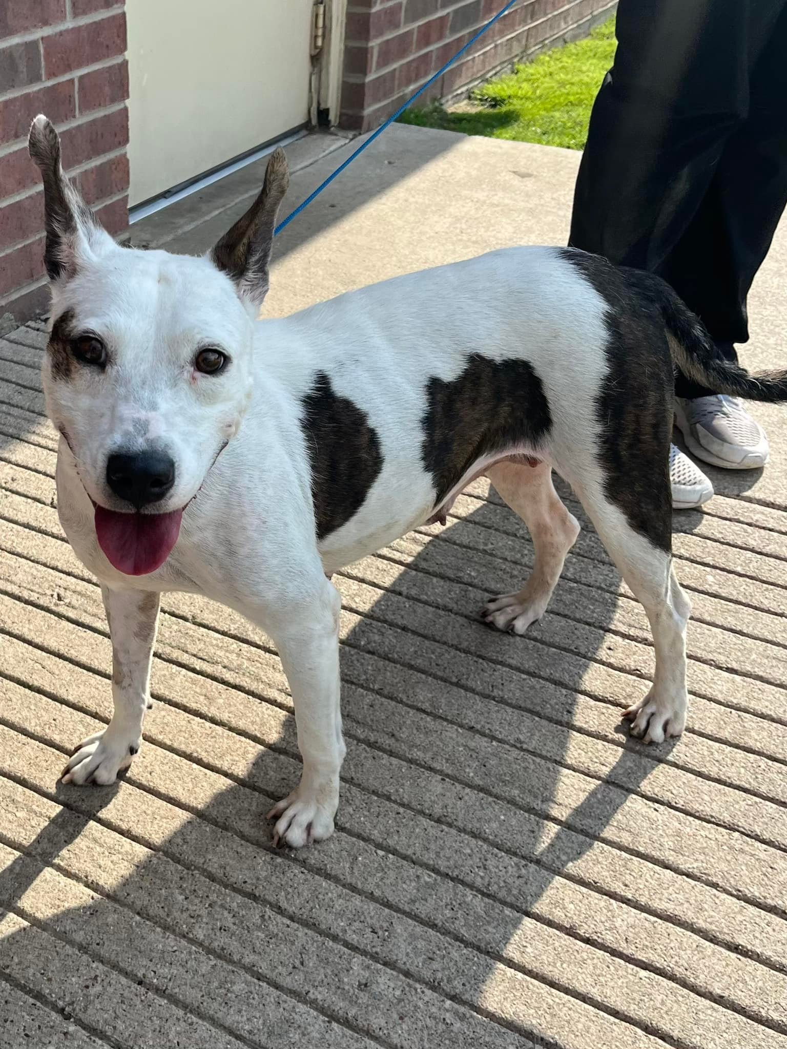 rescued dog
