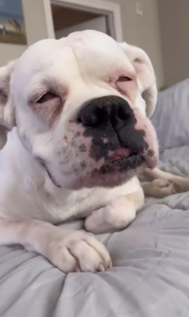 rescued dog lying on bed