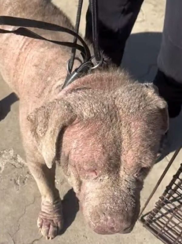 rescued dog on a leash