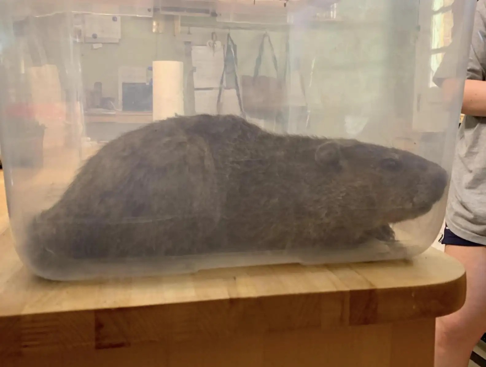 rescued groundhog