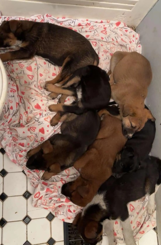 rescued puppies