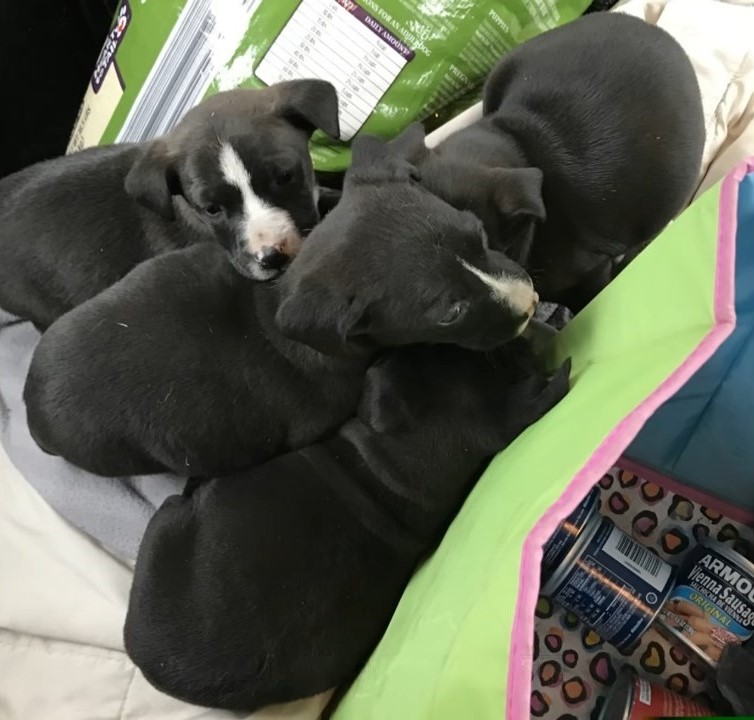 rescued puppies