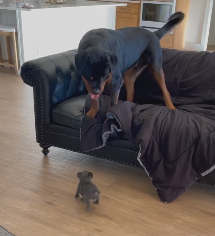 rottweiler looking at a puppy