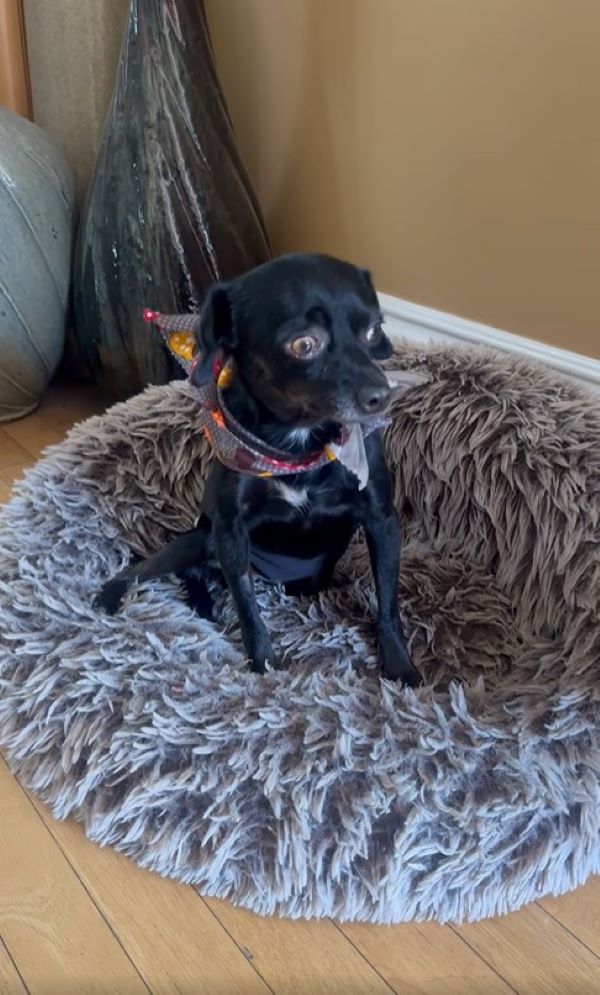sad black dog