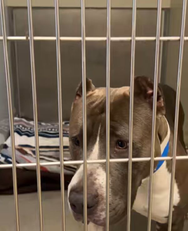 sad dog in shelter