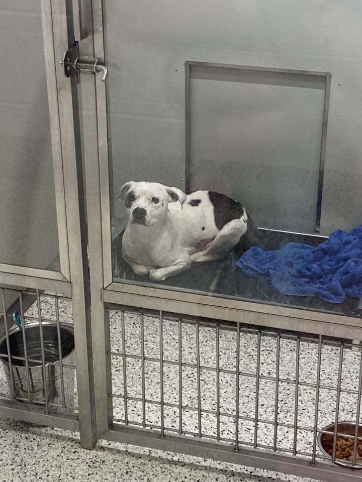 sad mother dog in shelter