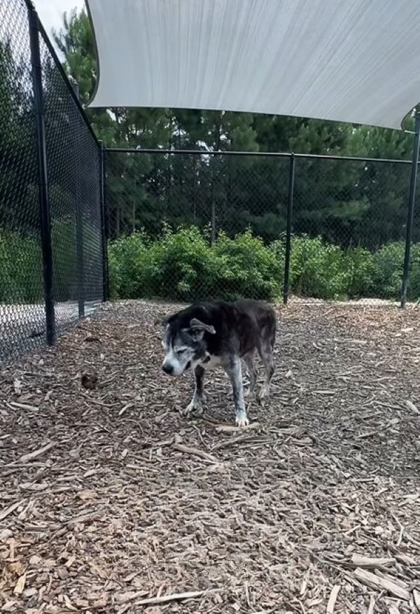 sad senior dog