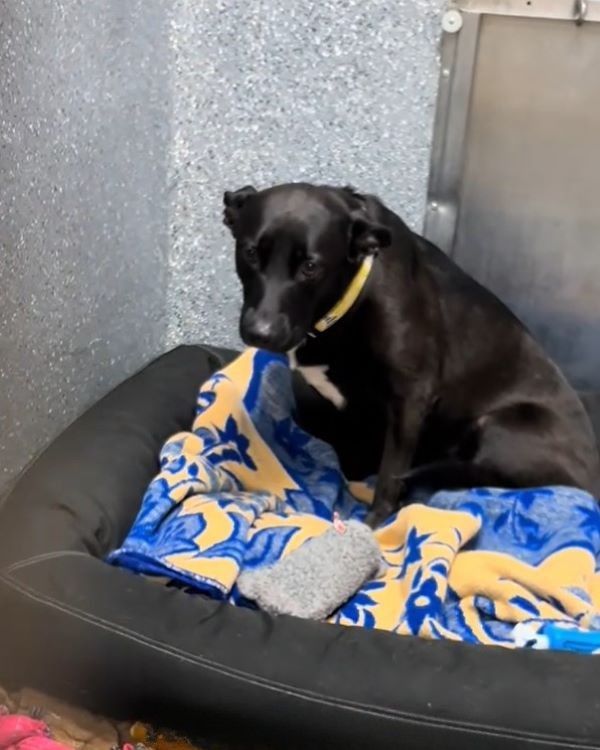 sad shelter dog