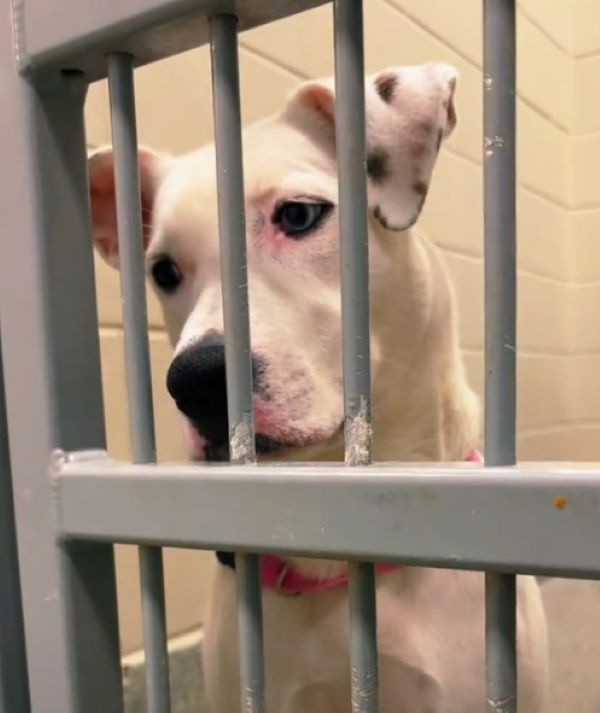 sad white dog in shelter
