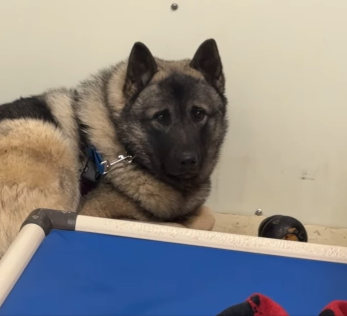 scared dog