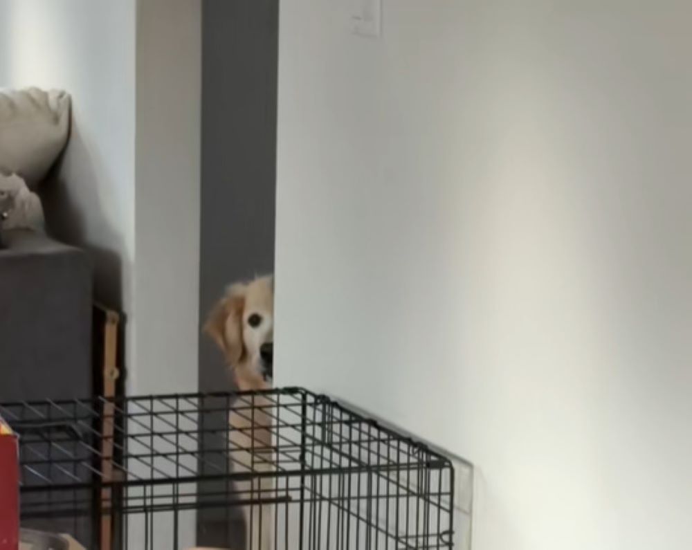 scared dog