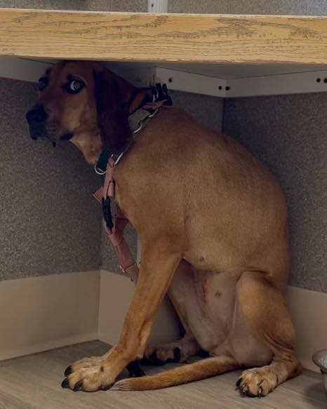scared dog under a table
