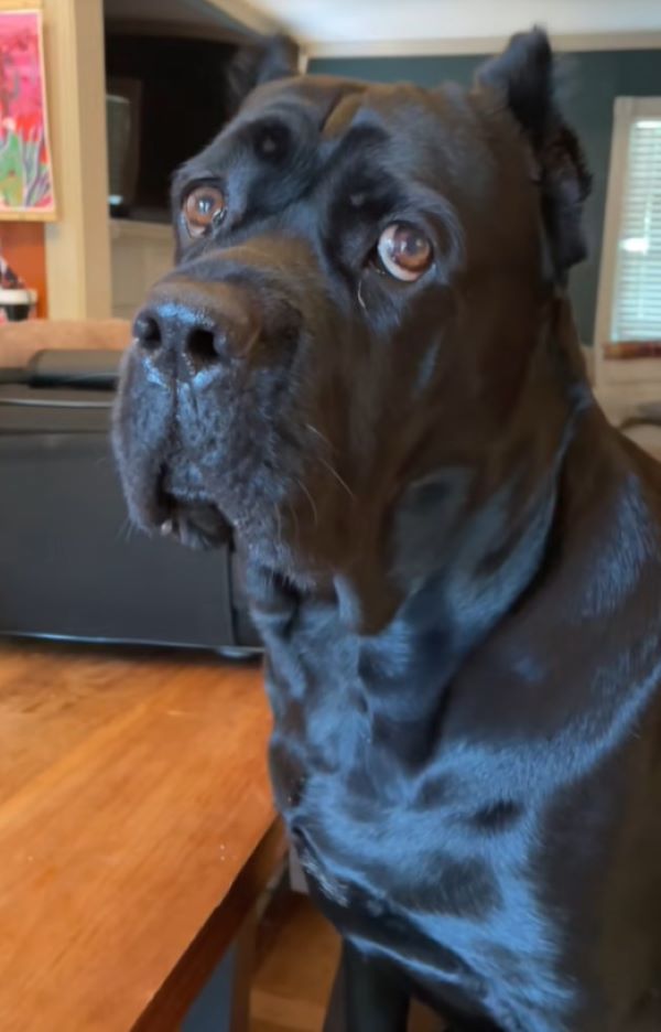 senior black dog