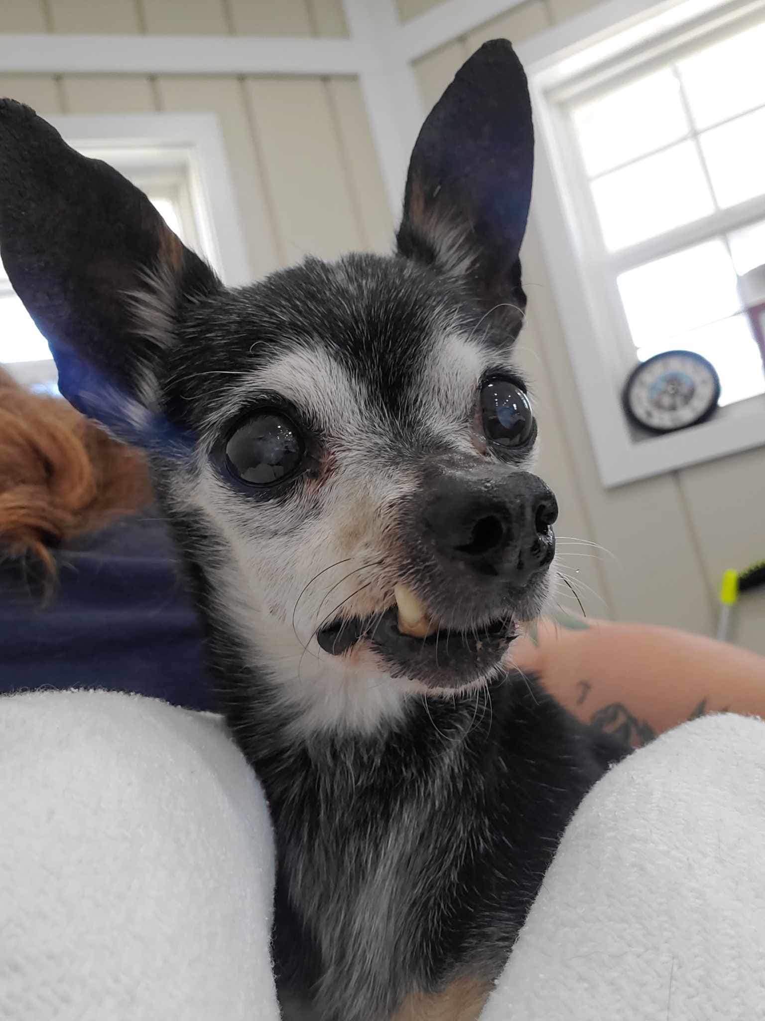 senior dog