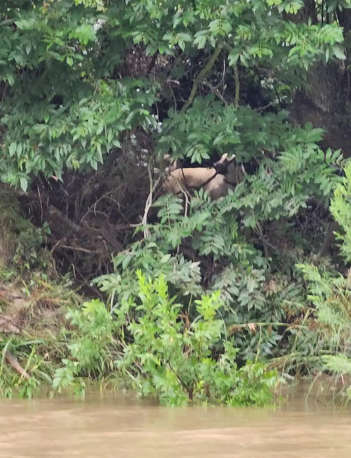senior dog in forest