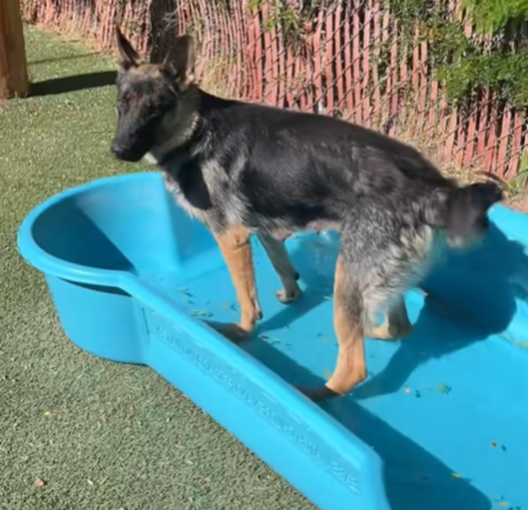 senior dog in garden