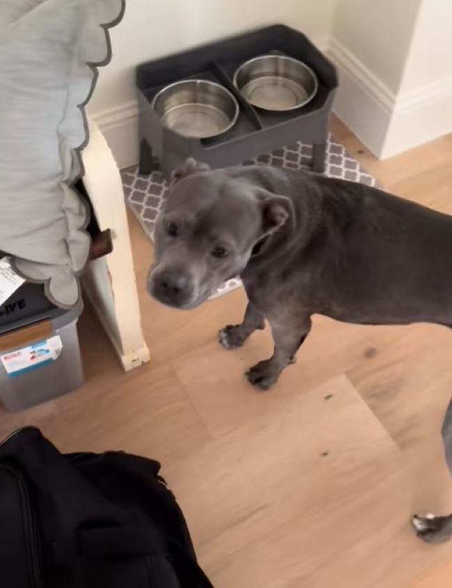 senior dog in house