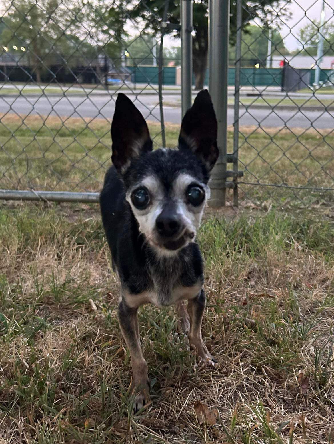 senior dog in the yard