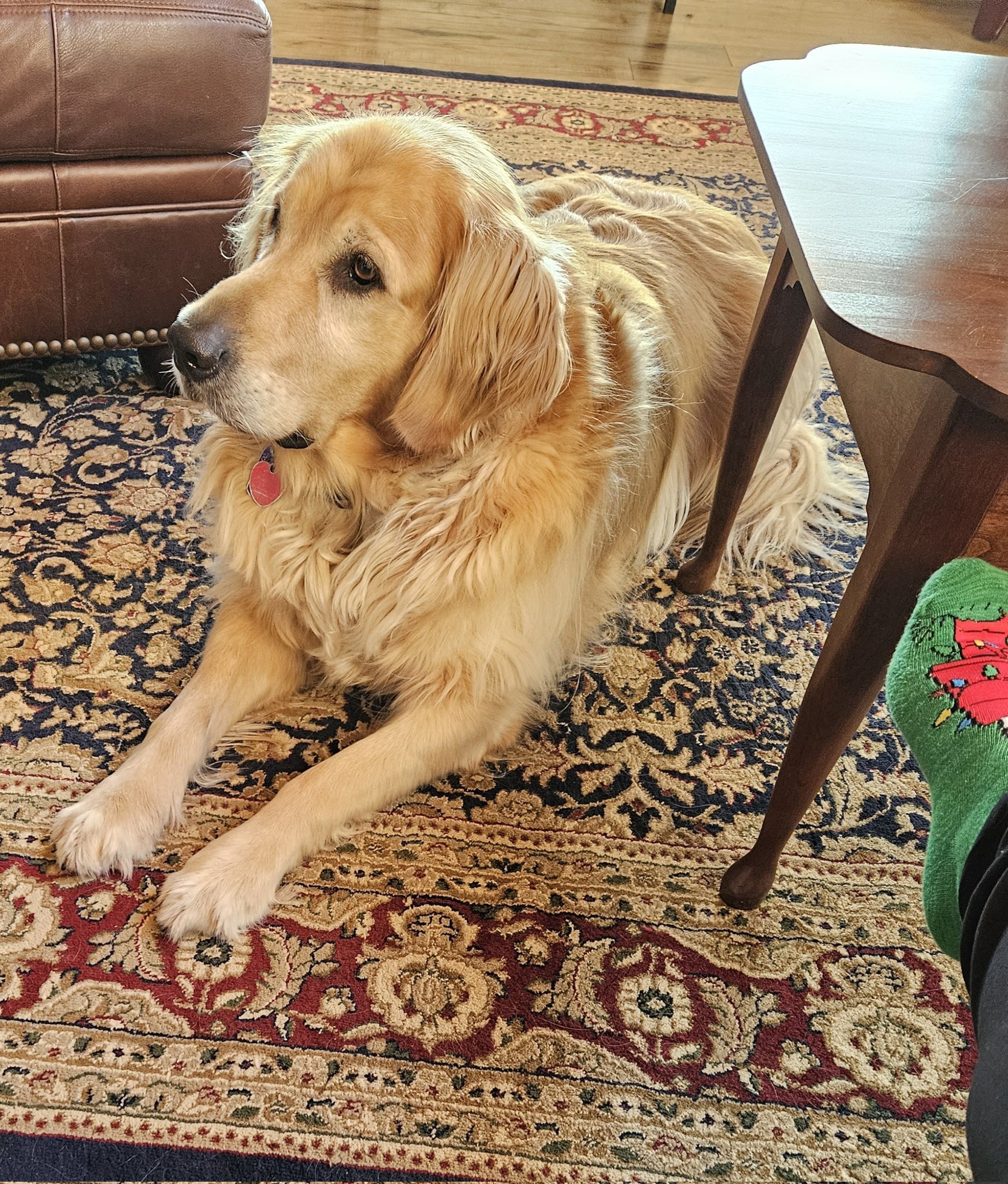 senior dog laying on rug