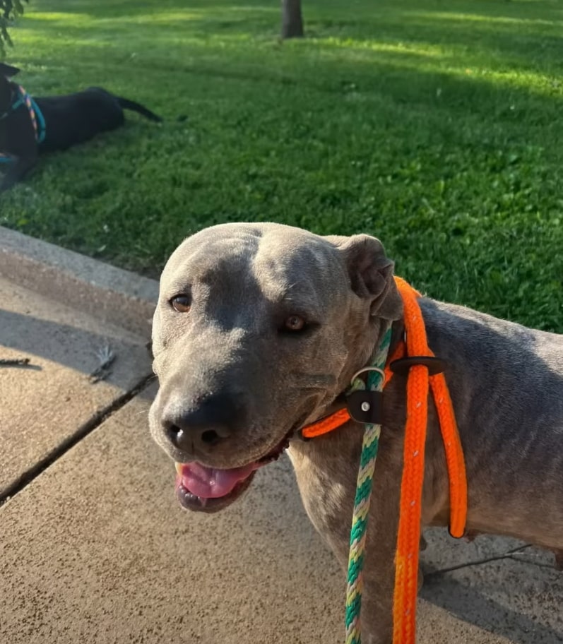 senior dog on a leash