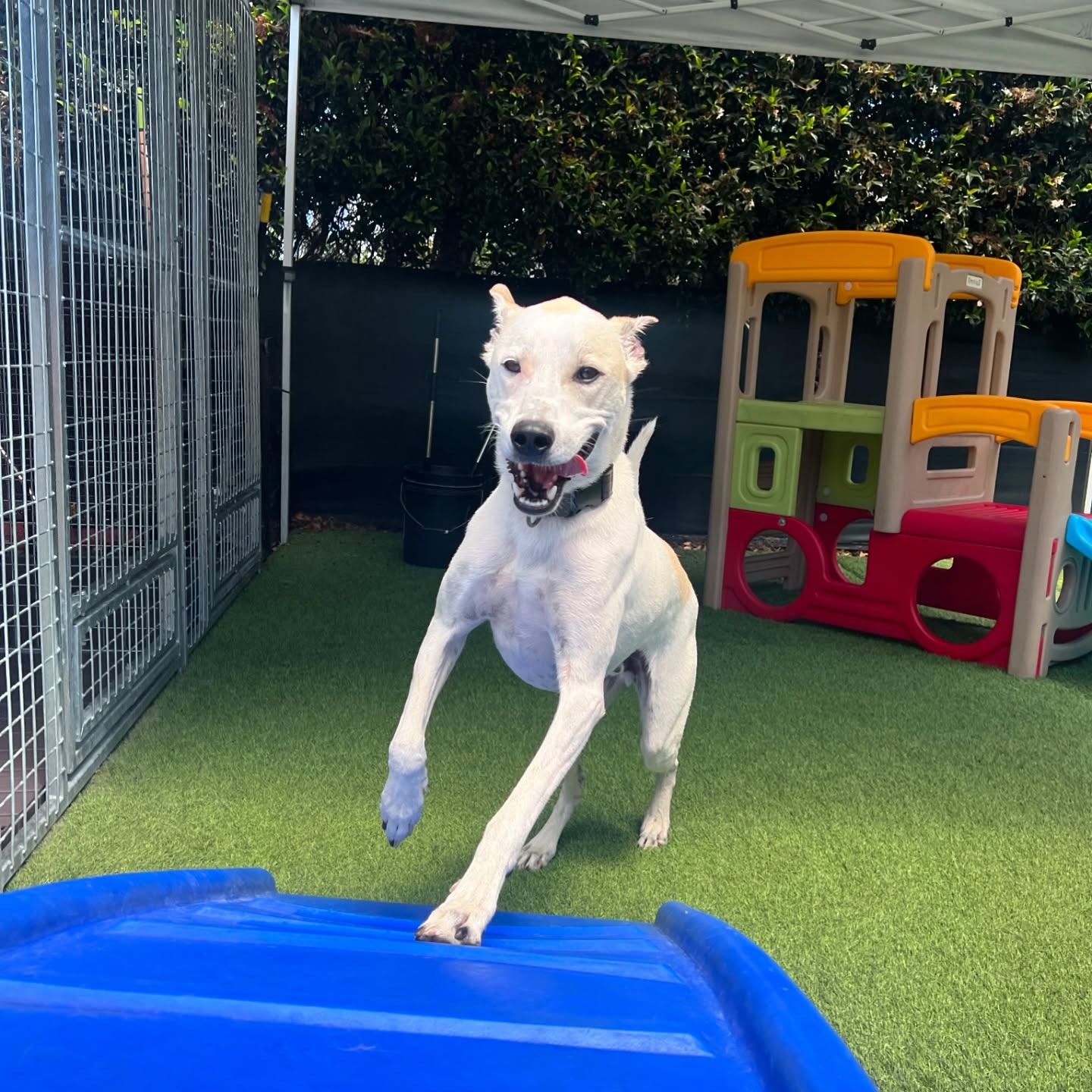 senior dog running