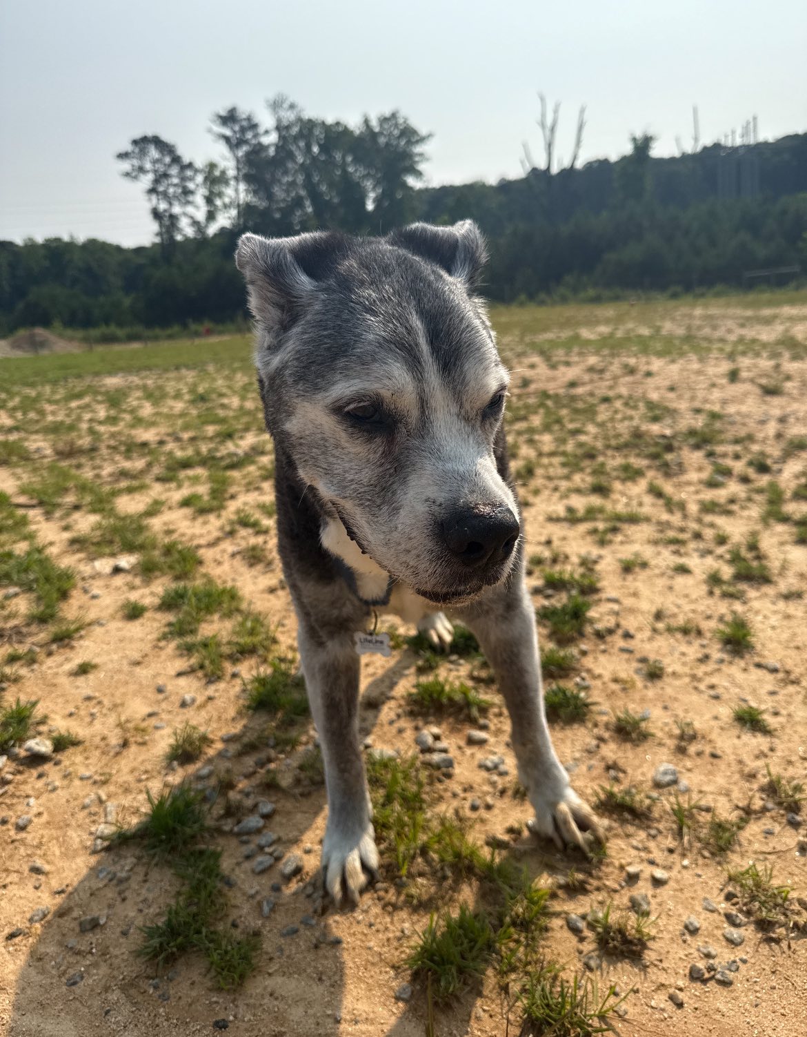 senior dog