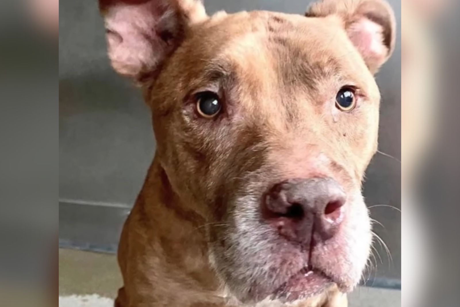 senior shelter dog