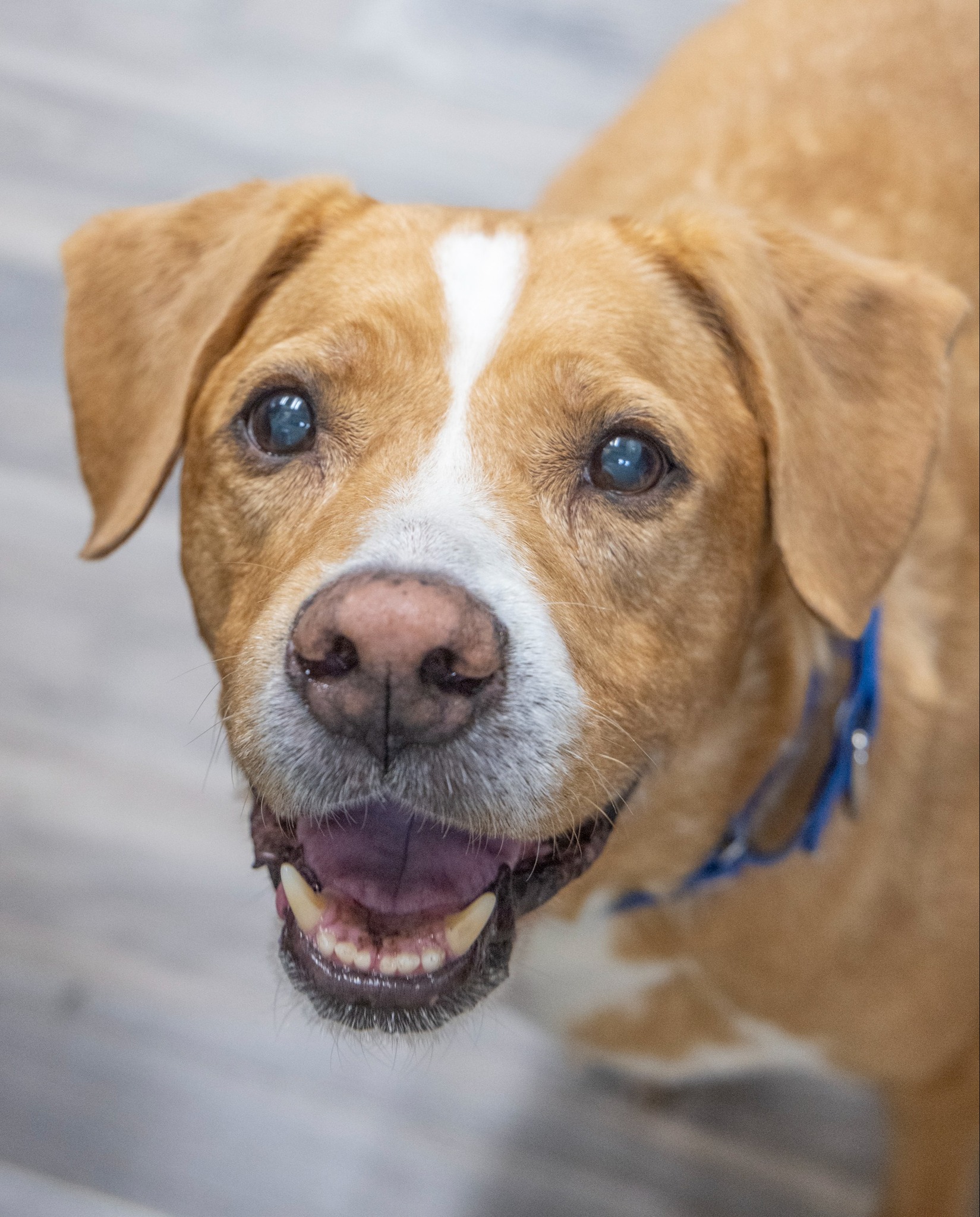 senior shelter dog