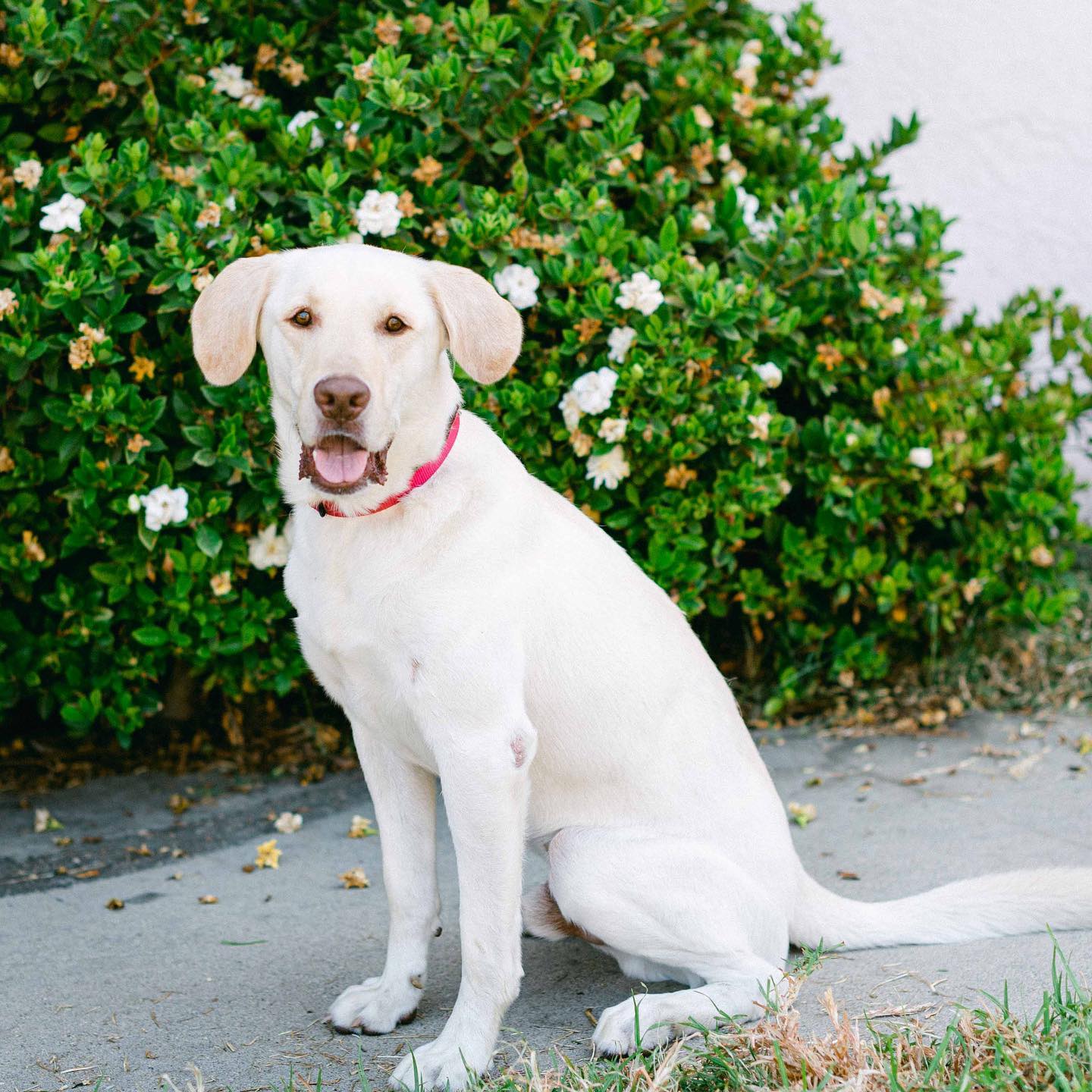 senior white dog