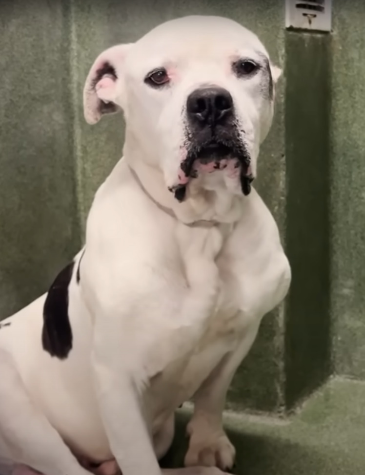 senior white dog