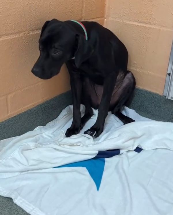 shelter dog