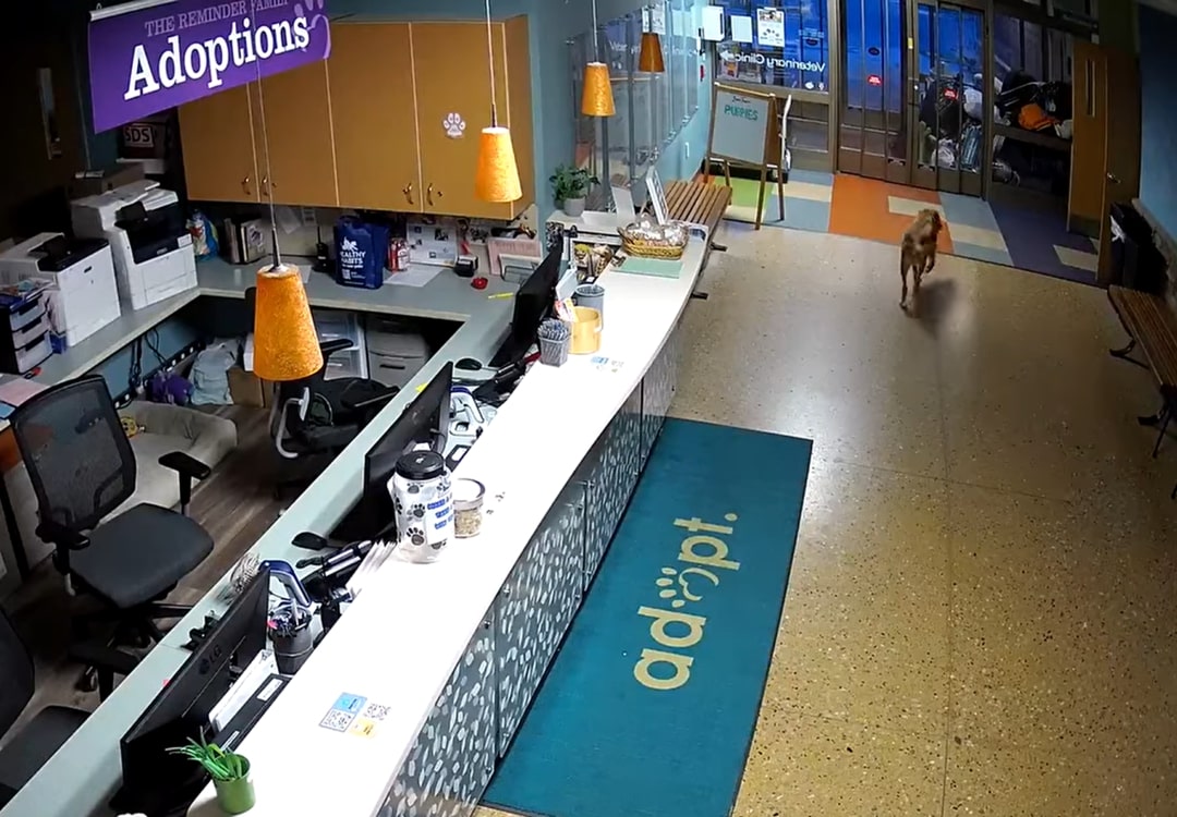 shelter dog