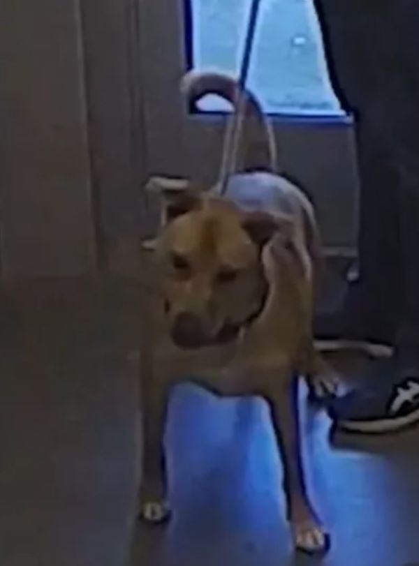 shelter dog on a leash