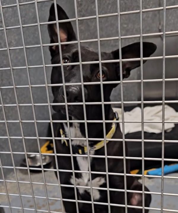 shelter dog