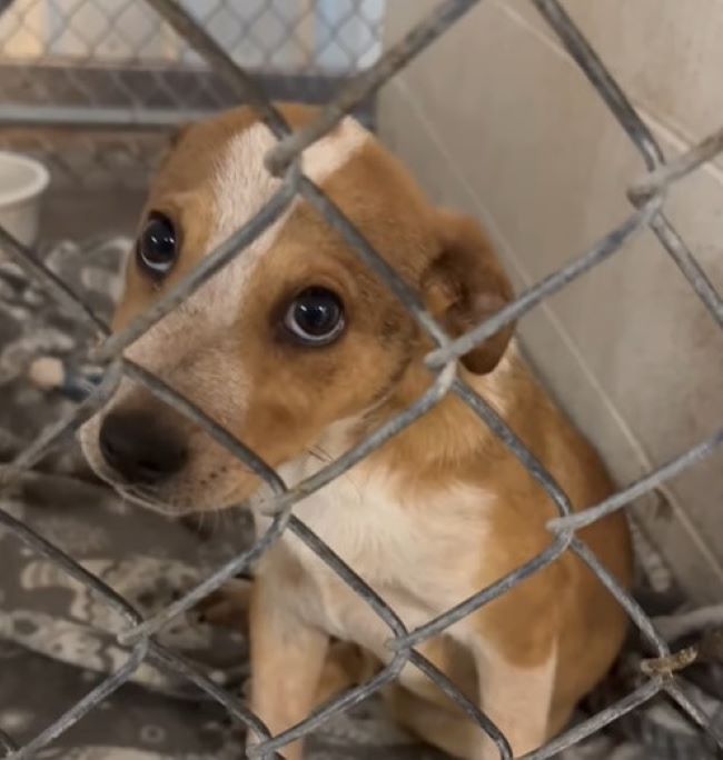 shelter puppy